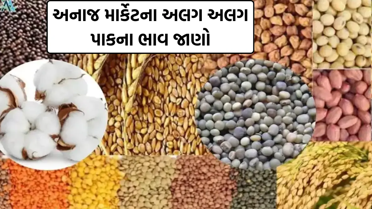 gujarat anaj market bhav today